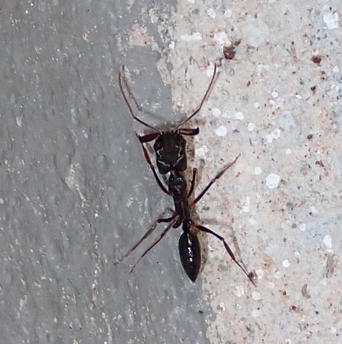 Odontomachus sp.